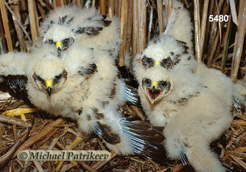 Northern Harrier (Circus hudsonius)
